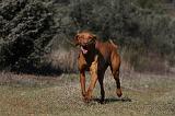 VIZSLA poil court 040